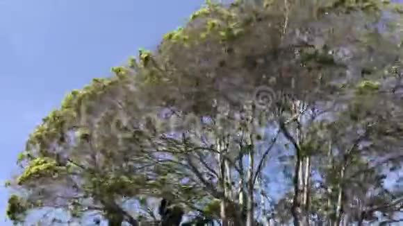 大篷雄伟的树木对抗蓝天圣芭加利福尼亚4K视频的预览图