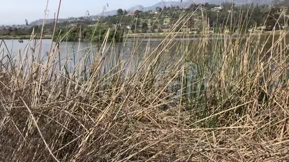 穿过芦苇进入圣巴巴拉加州4K鸟收容所视频的预览图