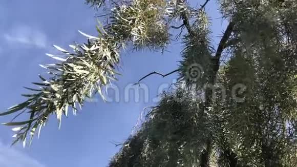 长长的细枝在微风中轻轻地舞动着圣巴巴拉加利福尼亚4K视频的预览图