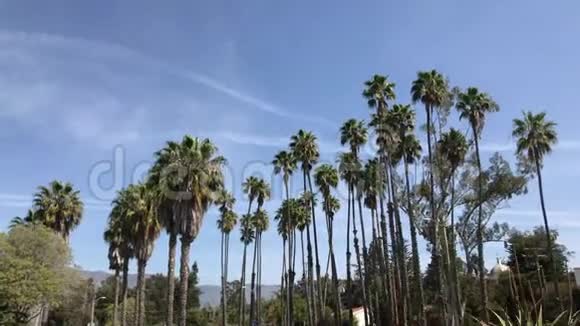 滚动的镜头仰望着丰盈的棕榈树圣巴巴拉加州4K视频的预览图