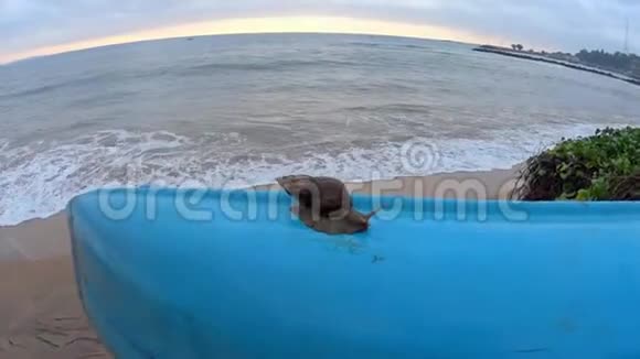 史兰卡海浪和蜗牛视频的预览图