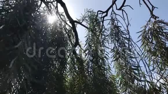 第2号阳光透过圣巴巴拉加州4K的长嘴视频的预览图