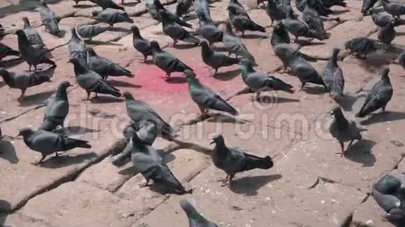 鸽子在地上觅食视频的预览图