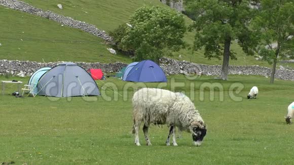 羊在营地吃草视频的预览图