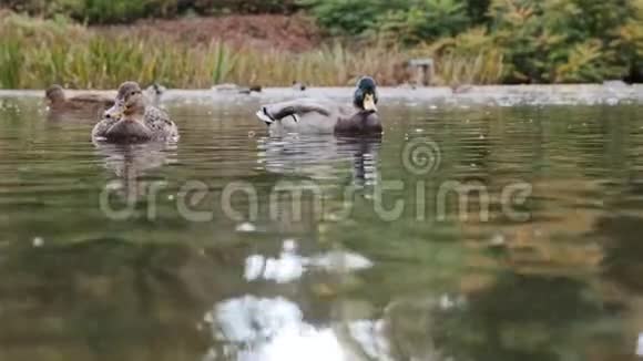 水中的野灰鸭视频的预览图