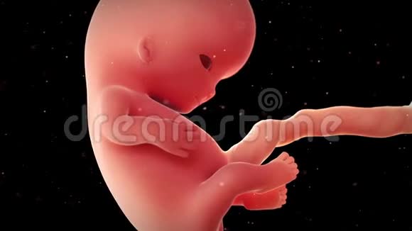 胎儿第9周视频的预览图