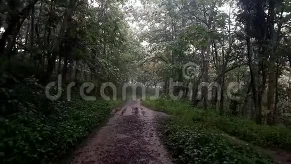 下雨时走在森林中间视频的预览图
