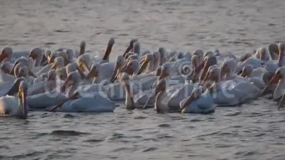 LSU湖迁徙鹈鹕视频的预览图