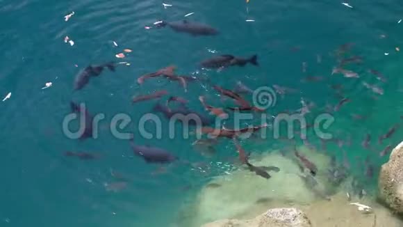清水湖里的鱼视频的预览图