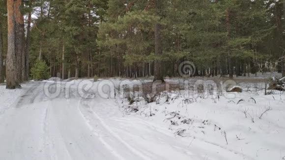 冬天的森林景象视频的预览图