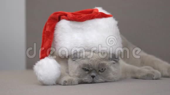 戴着圣诞帽试图在沙发上逃跑的不满的猫圣诞节打折视频的预览图