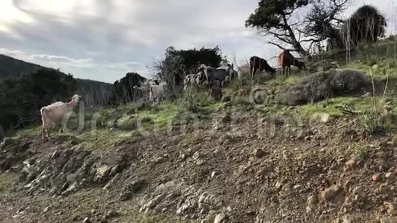 塞浦路斯山区的山羊视频的预览图