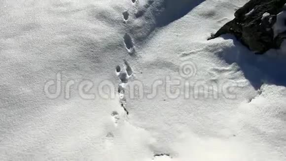 雪中动物的脚印视频的预览图