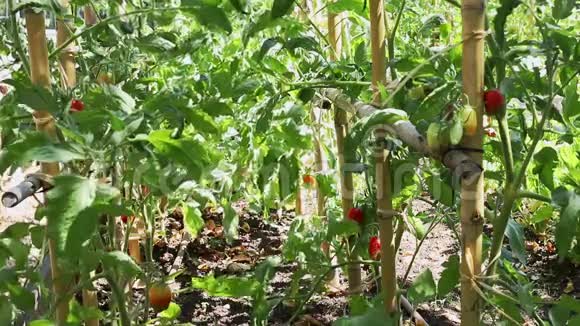 红色西红柿的植物视频的预览图