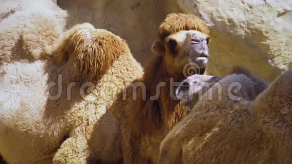 咀嚼骆驼的肖像视频的预览图