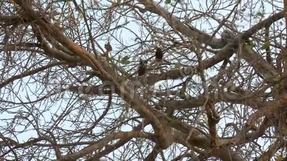 一棵大树上有两只鸟视频的预览图