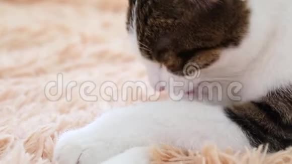 灰猫躺着洗衣服视频的预览图