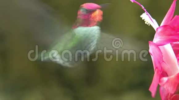 雄性蜂鸟参观粉红色花圈静音视频的预览图