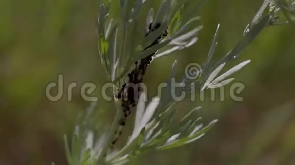 茎上的蚂蚁视频的预览图