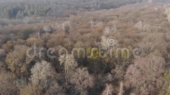 干燥树木森林航空视频的预览图