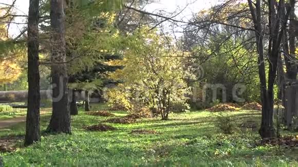秋天在植物园里视频的预览图