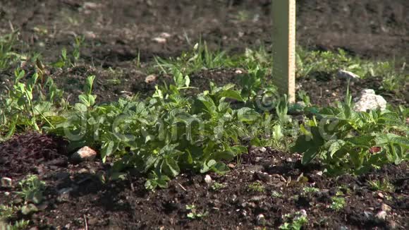 土壤中的幼菠菜视频的预览图