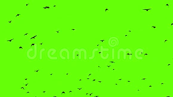 乌鸦群绿屏视频的预览图