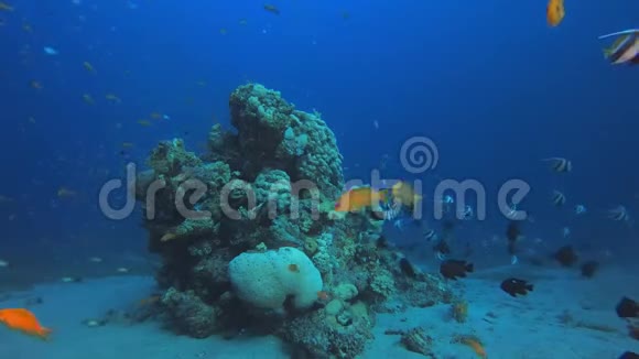 热带水下珊瑚礁视频的预览图