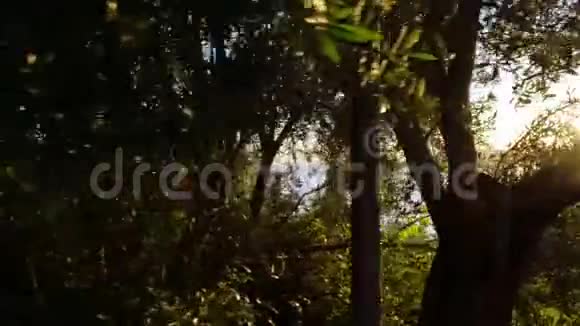 小岛从树上爬出来视频的预览图