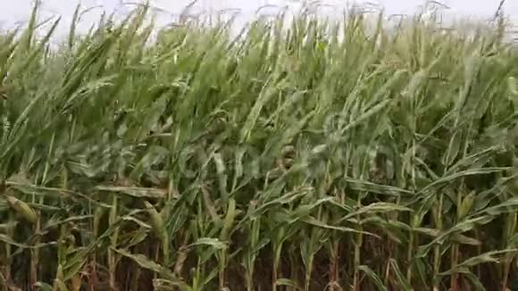 西班牙的玉米种植园视频的预览图