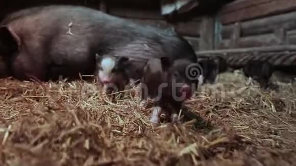 新出生的小猪和在农场播种视频的预览图