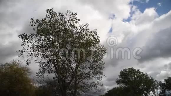 一棵树在强风的田野上视频的预览图