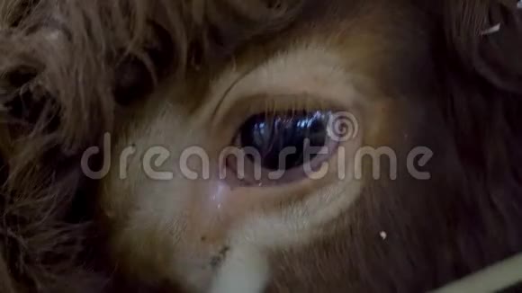 特写镜头中公牛的头和眼睛视频的预览图
