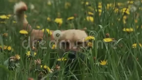 伯尼斯山狗跑视频的预览图