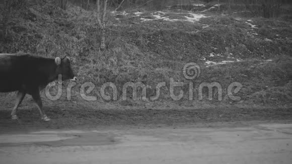 牛正沿着马路走视频的预览图