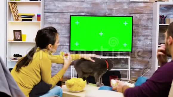 放大女孩与猫玩耍的镜头视频的预览图