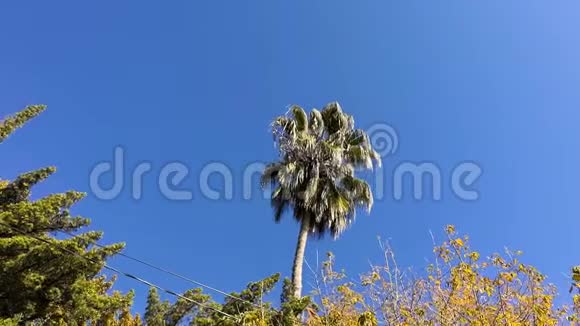 棕榈树穿过树木和电线视频的预览图