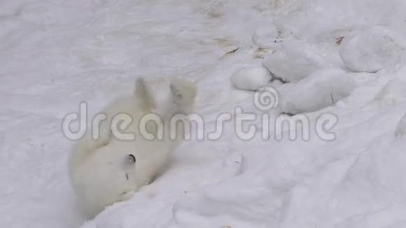 北极熊幼崽在雪地里休息和玩耍视频的预览图