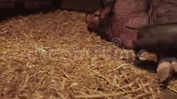 新出生的小猪和在农场播种视频的预览图