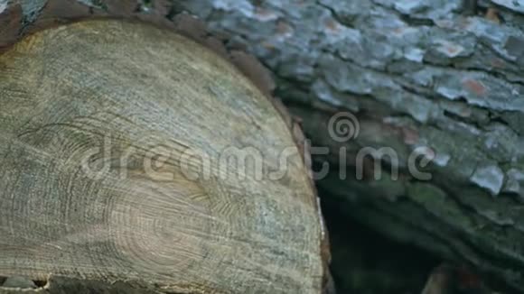 纹理剪下一棵树视频的预览图