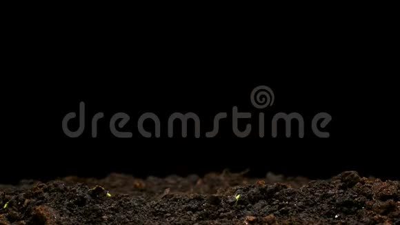 春分期生长植物温室农业发芽新生豌豆视频的预览图