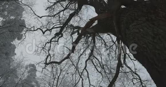 雪林中的怪树视频的预览图