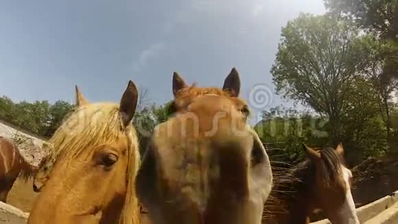 夏天站在围场里的马头视频的预览图