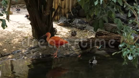 动物园里的小橘子鸟视频的预览图