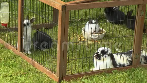 小笼子里的兔子视频的预览图