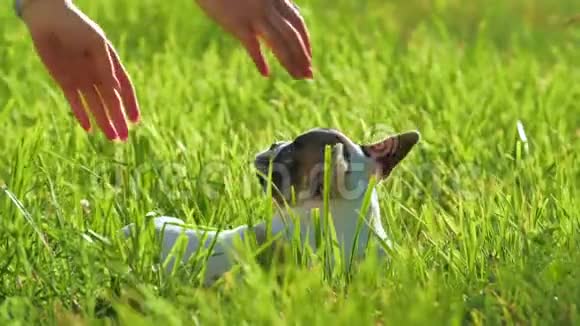 日落时在公园里玩小狗的女孩慢动作视频的预览图