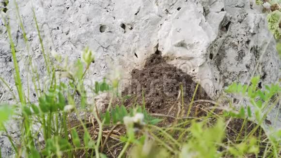 蚂蚁山在岩石里视频的预览图