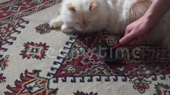 用猫梳清洁地毯视频的预览图