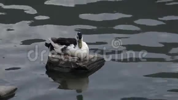 鸭子坐在湖里的岩石上视频的预览图