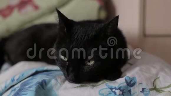 猫躺在床上视频的预览图